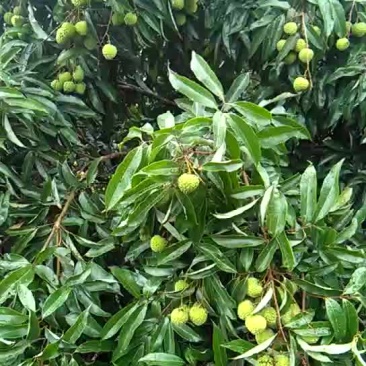 糯米糍荔枝