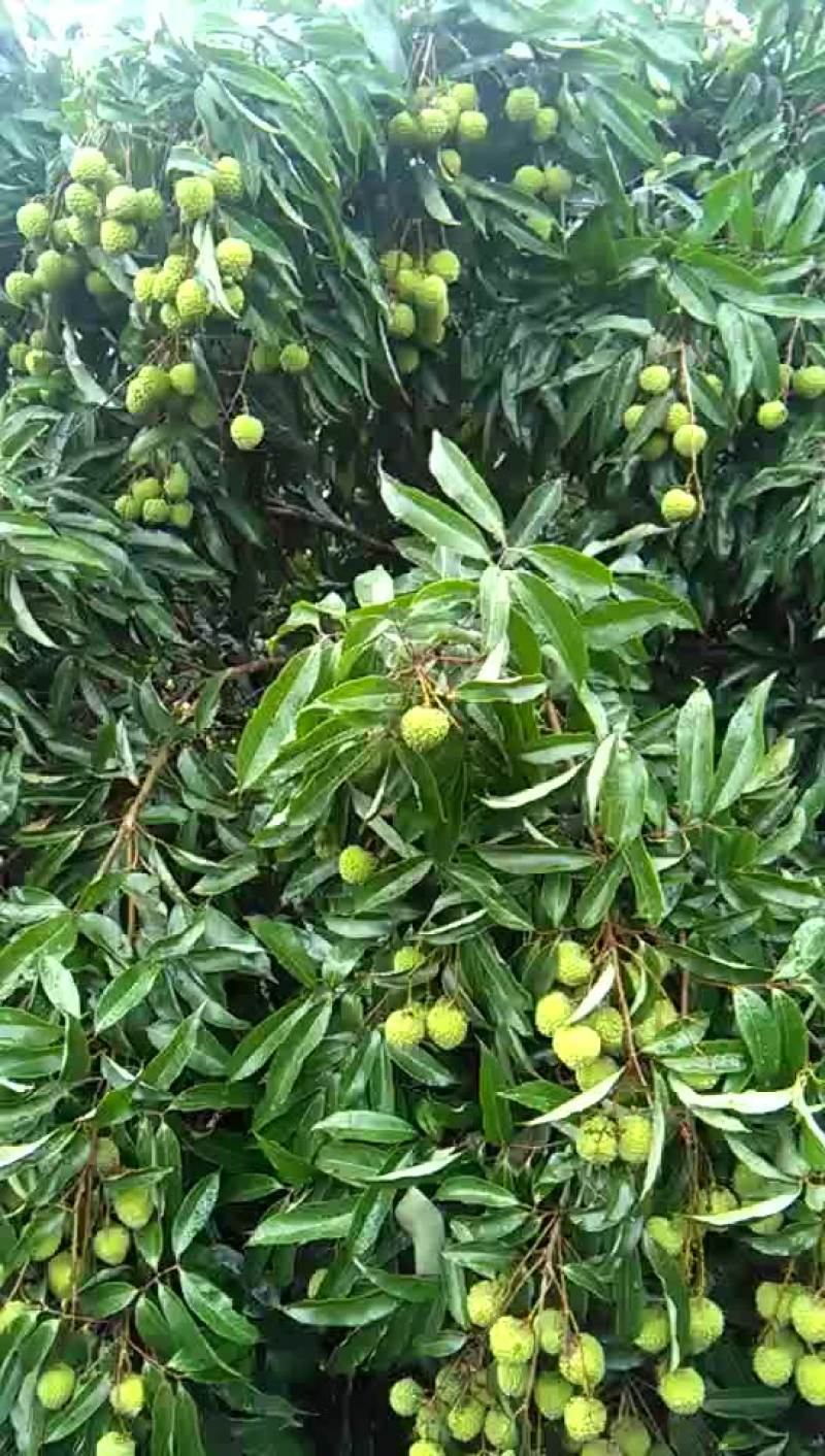 糯米糍荔枝