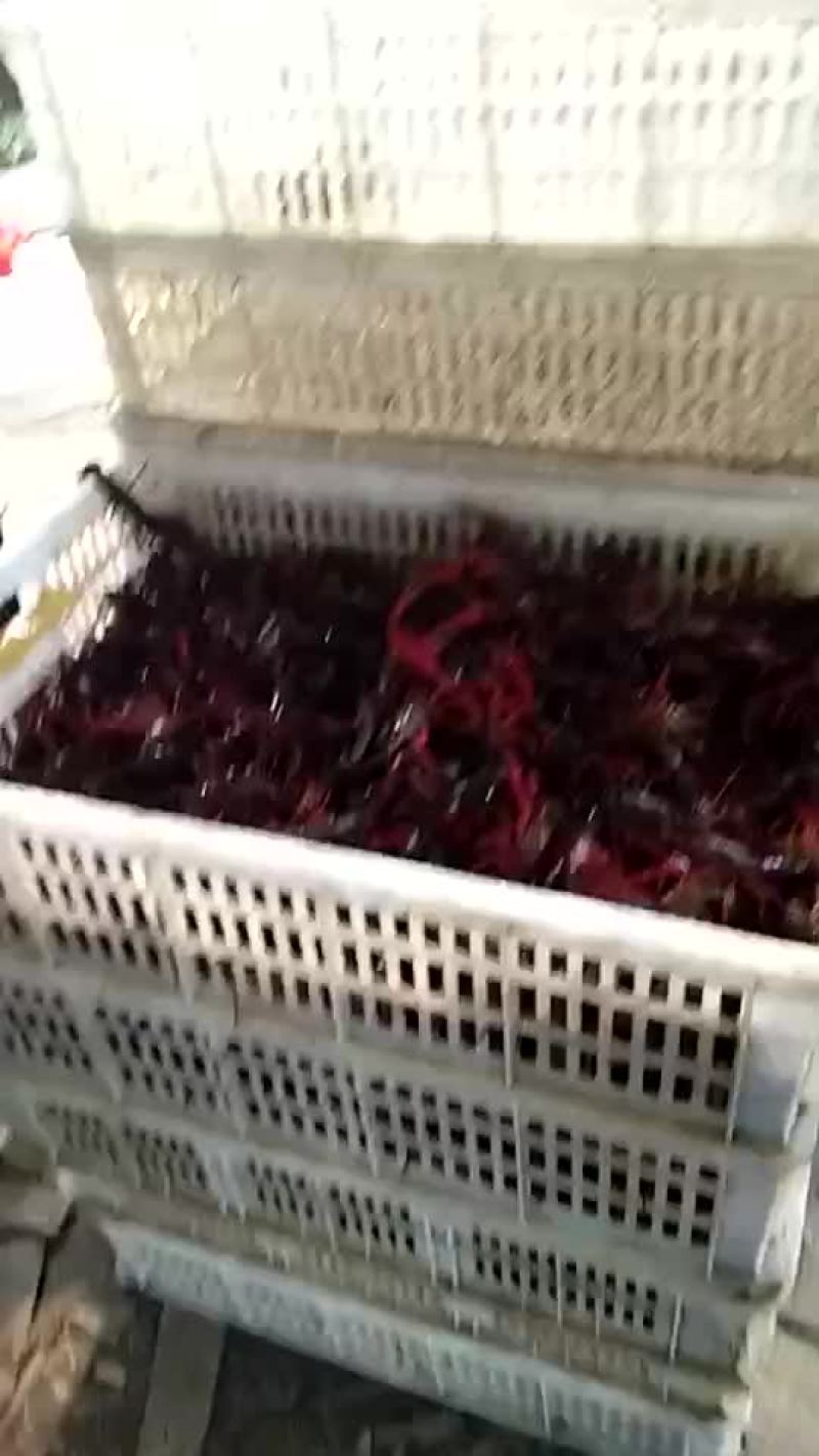 种虾本基地供应各种水产育苗种苗