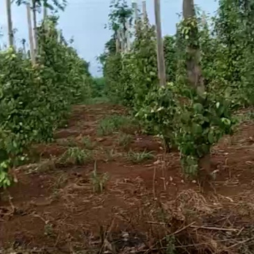越南胡椒种植基地，预售
