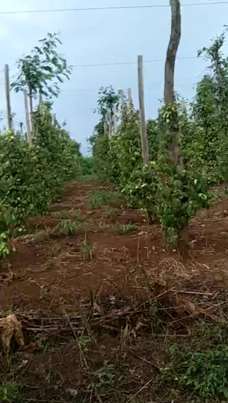越南胡椒种植基地，预售