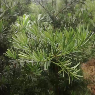罗汉松，金桂，白玉兰