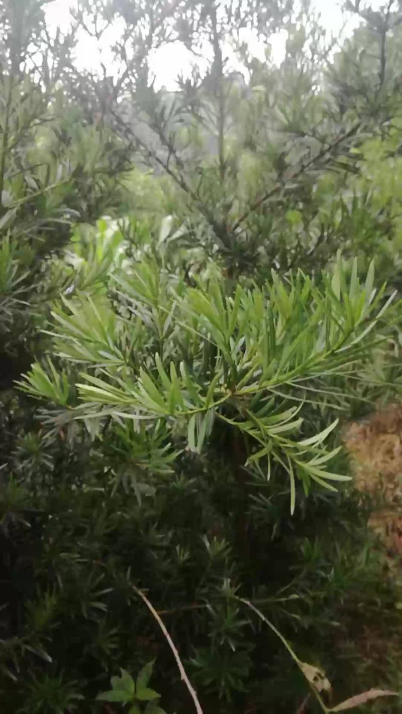 罗汉松，金桂，白玉兰