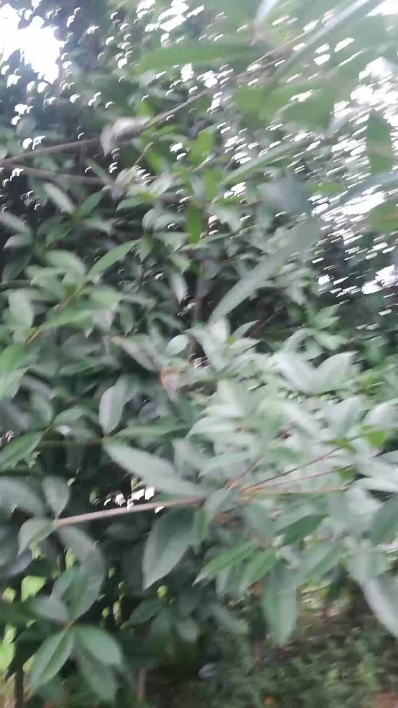 罗汉松，金桂，白玉兰
