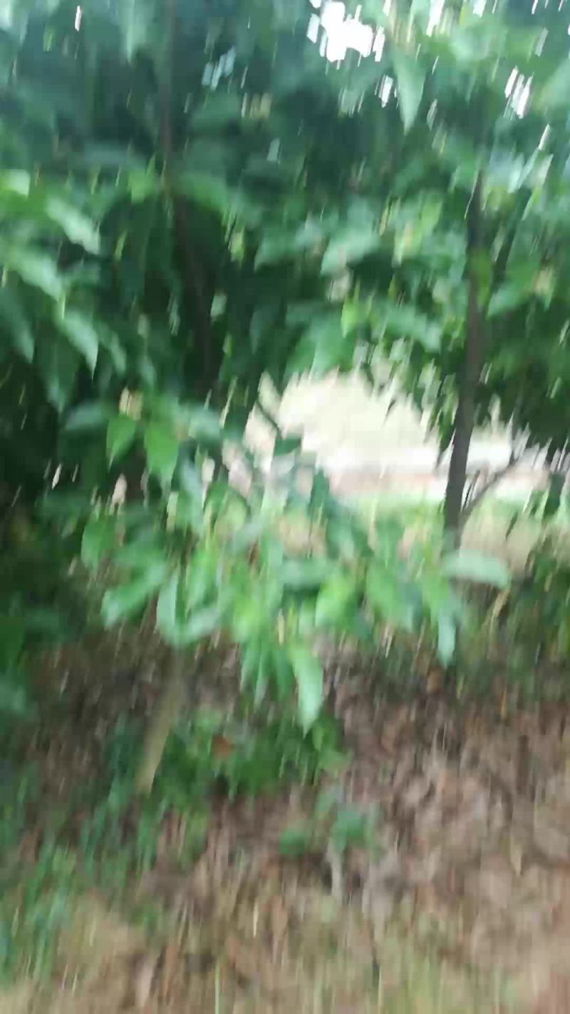 罗汉松，金桂，白玉兰
