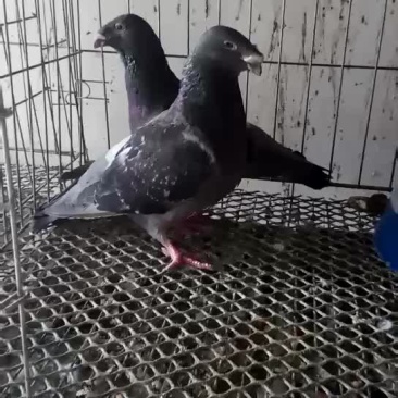 马头鸽种鸽头型鸽