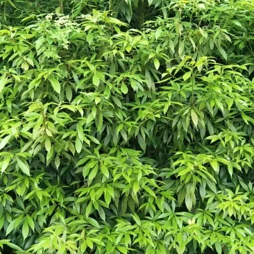 金丝楠木高档木材与绿化与一体树种