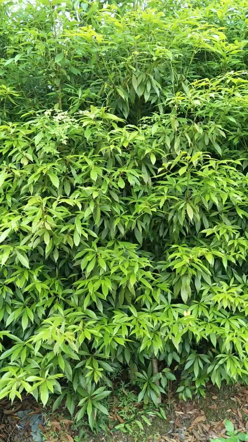 金丝楠木高档木材与绿化与一体树种