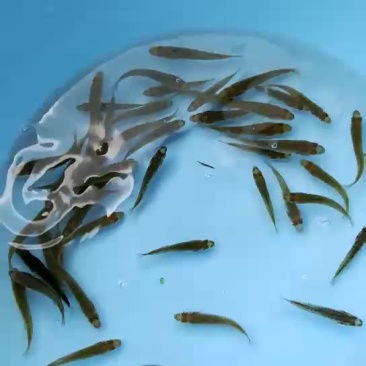 鲈鱼苗
