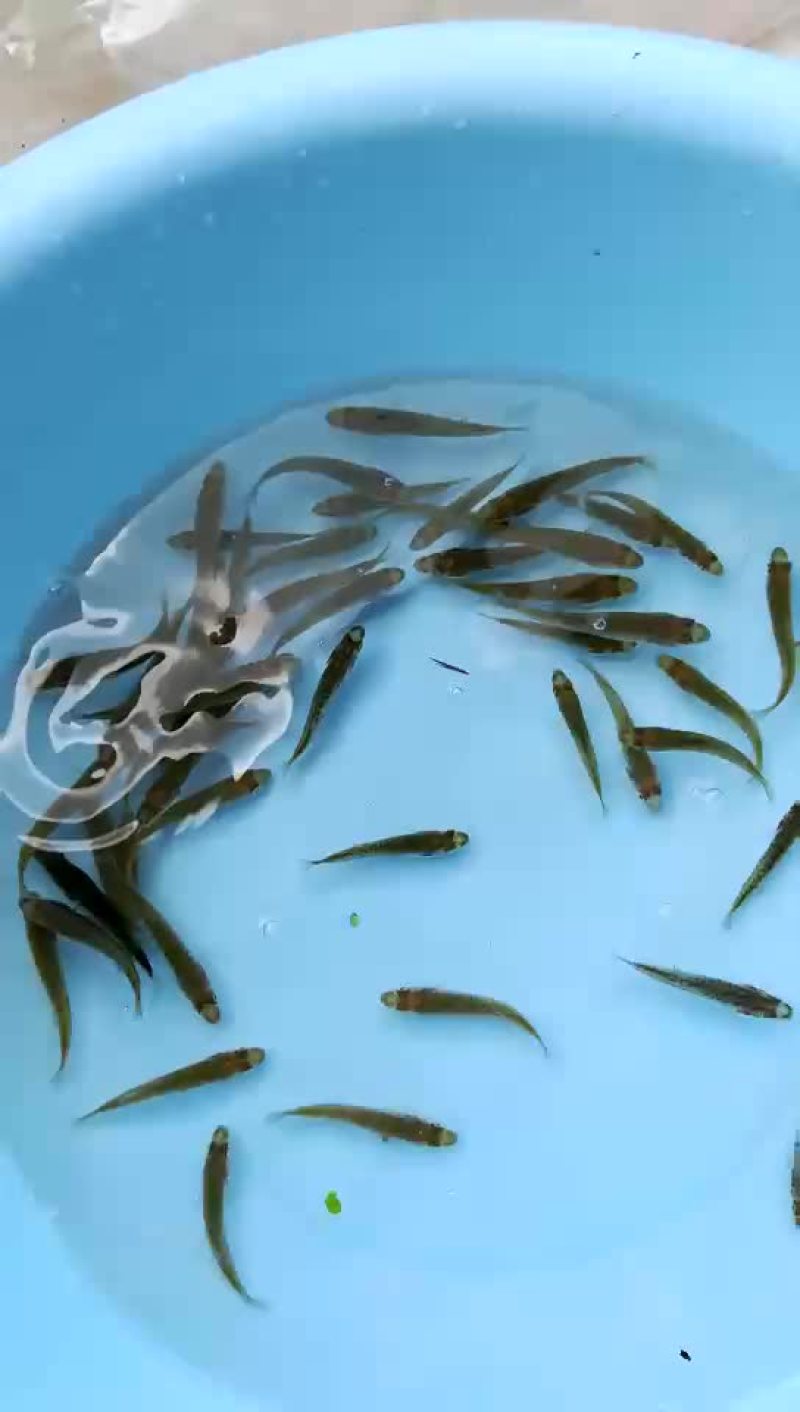 鲈鱼苗
