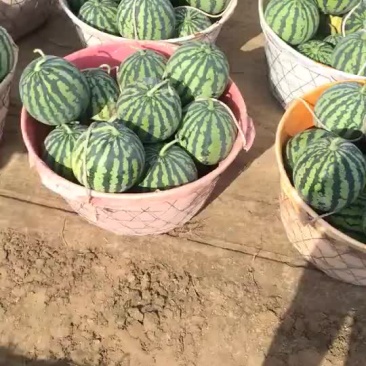 美都西瓜包熟包甜包质量