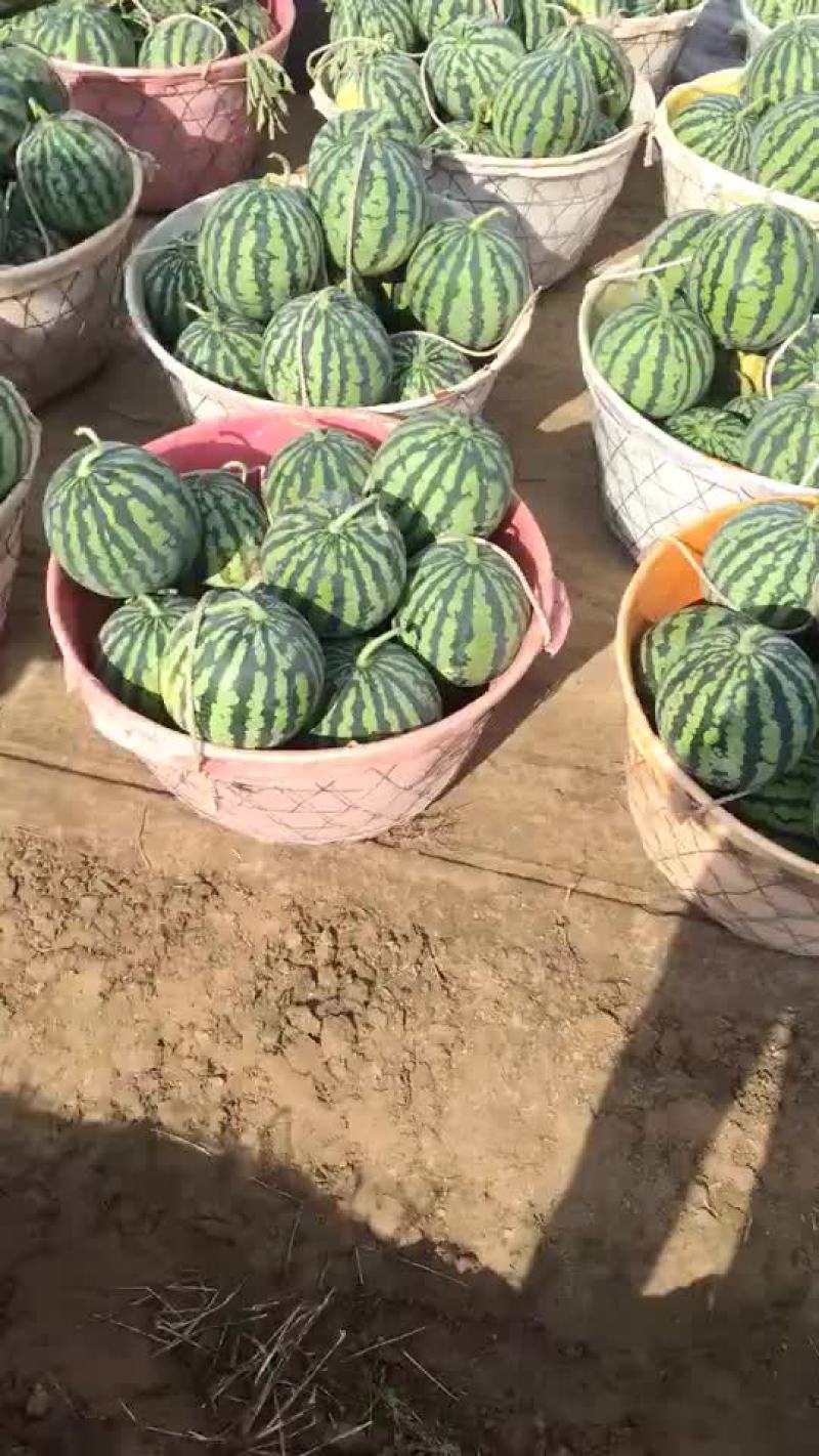 美都西瓜包熟包甜包质量