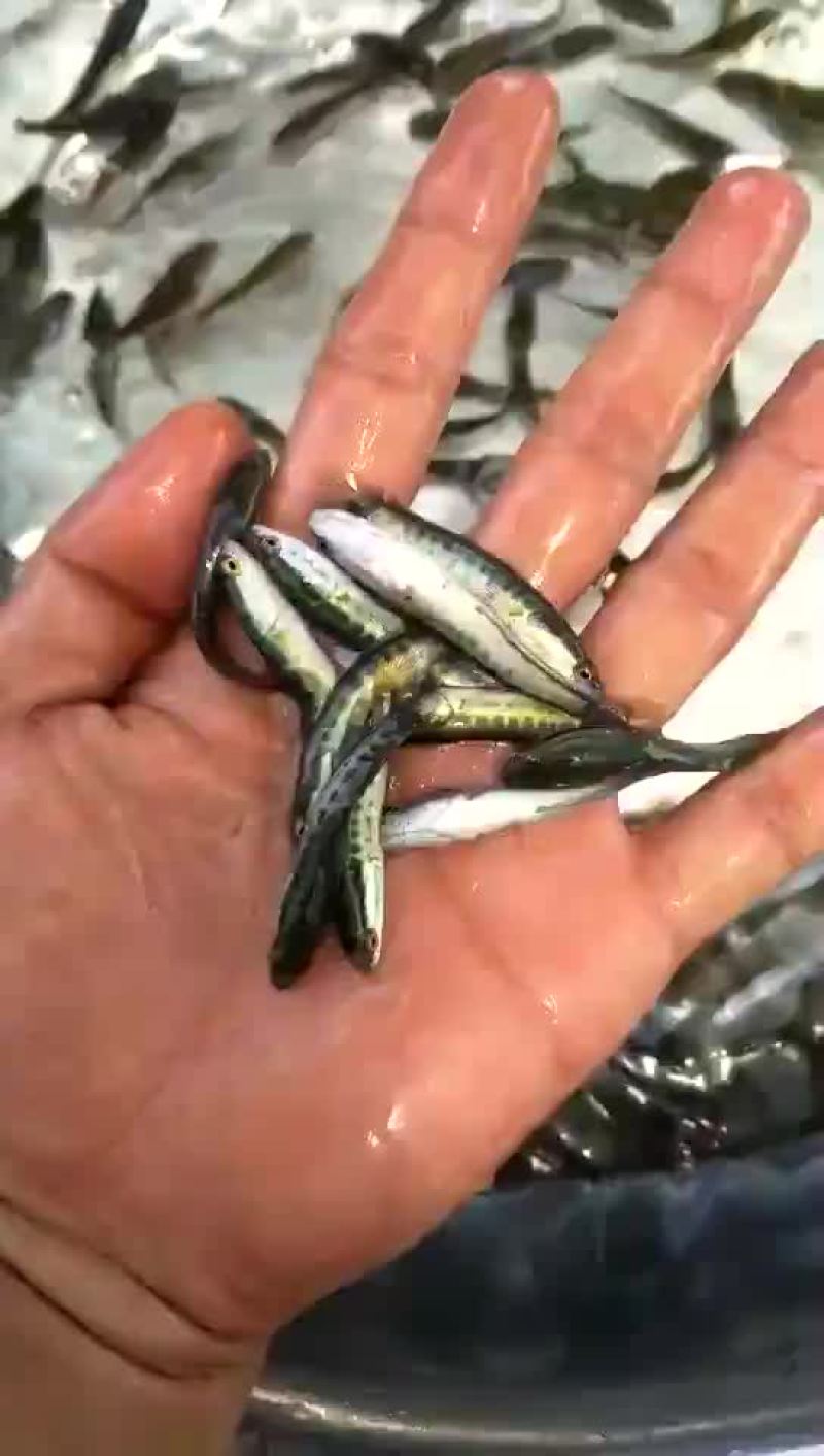 生鱼苗、黑鱼苗