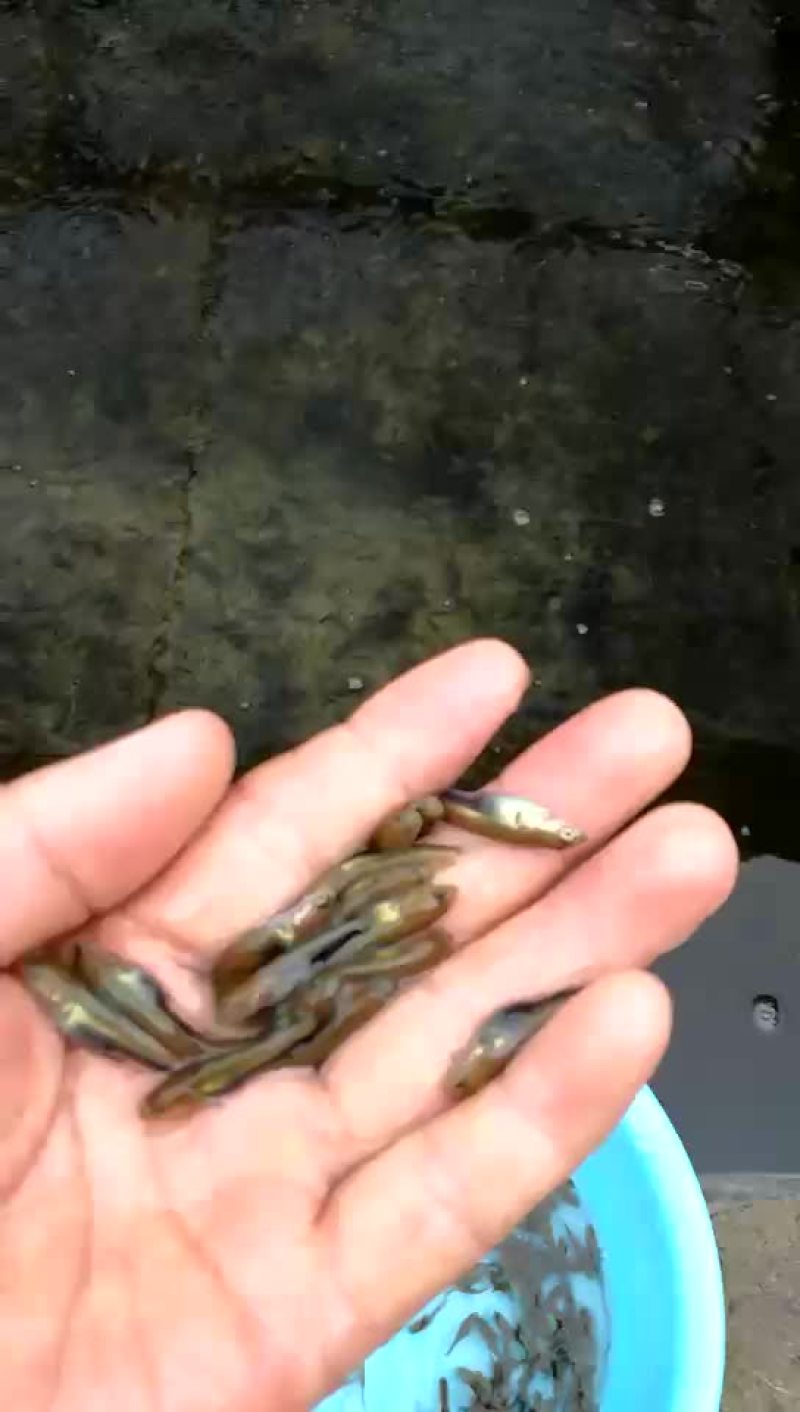 生鱼苗、黑鱼苗