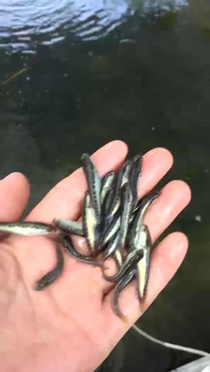 生鱼苗、黑鱼苗