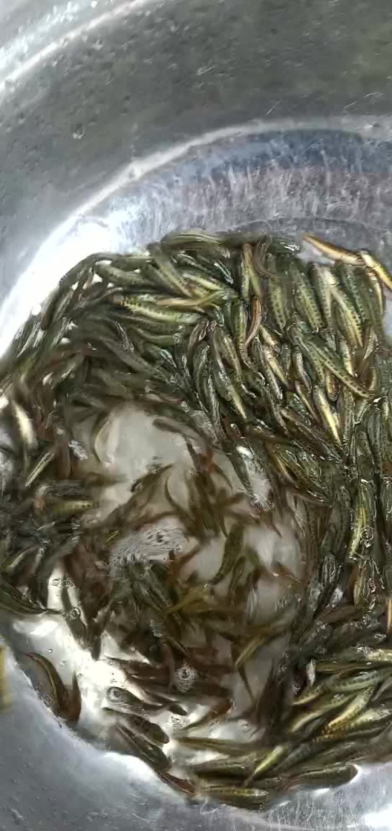 生鱼苗、黑鱼苗