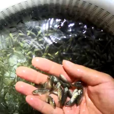 淡水石斑