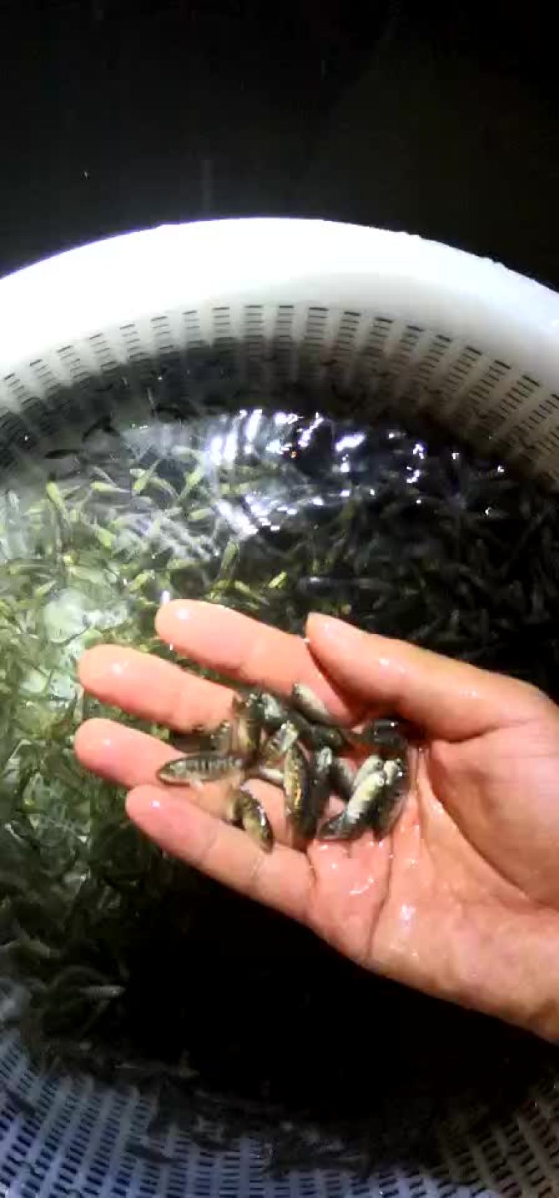 淡水石斑