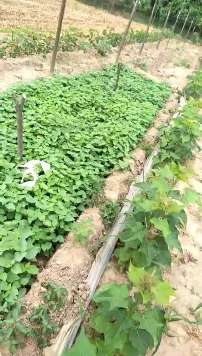 楸树