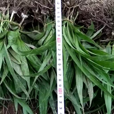 白芨种苗