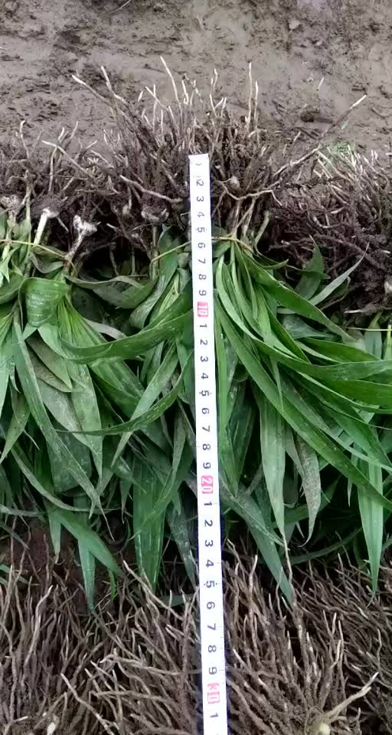 白芨种苗