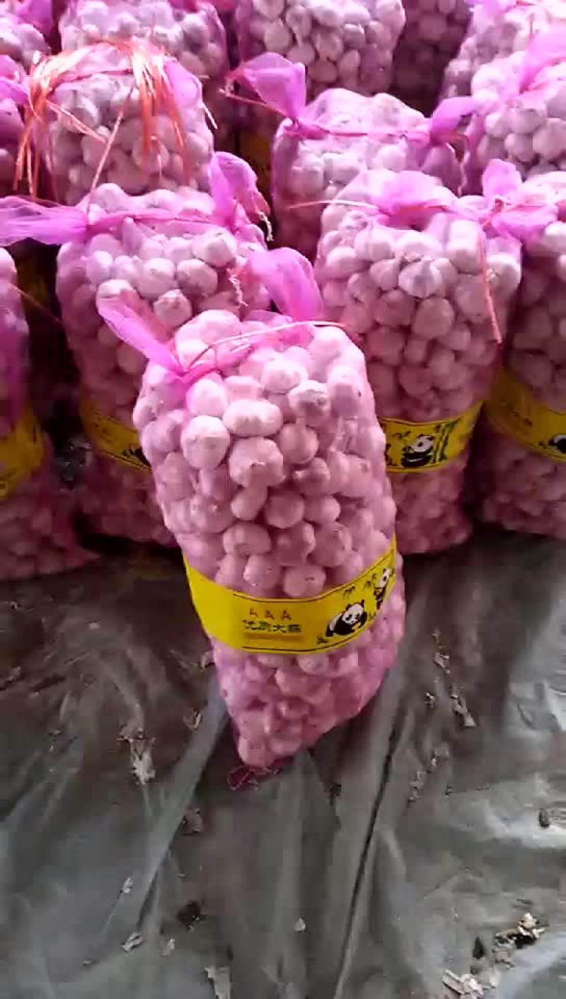 紫皮大蒜