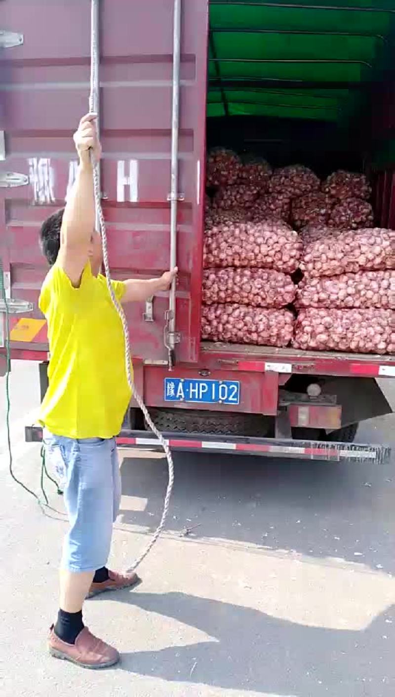 紫皮大蒜