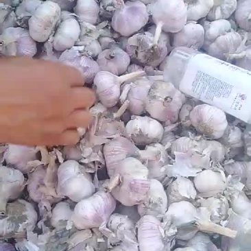 紫皮大蒜