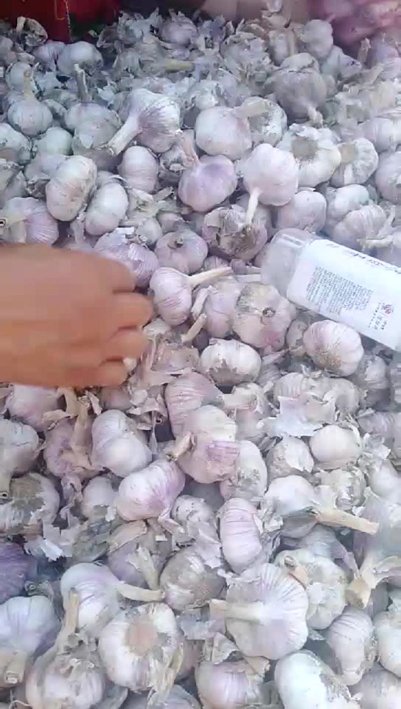 紫皮大蒜