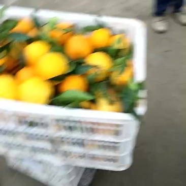 奉节脐橙（晚橙）
