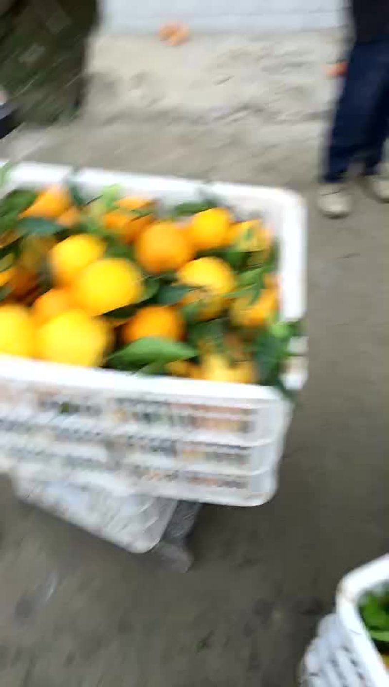奉节脐橙（晚橙）