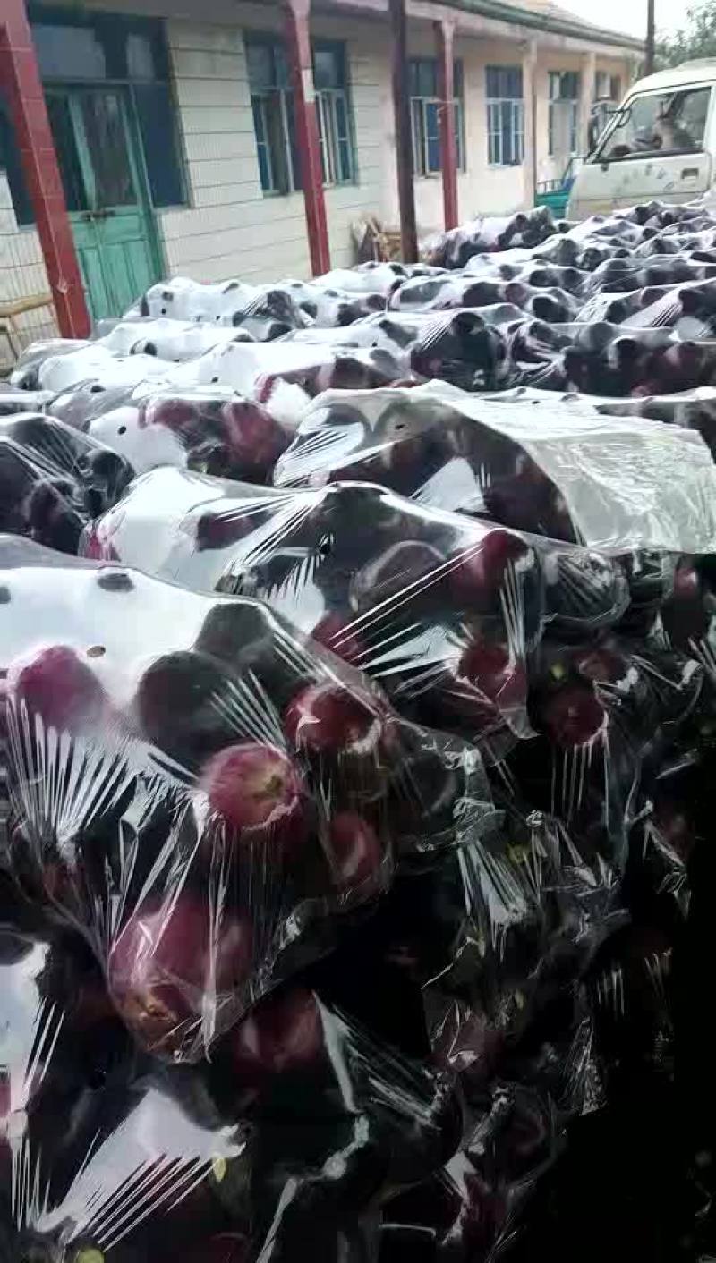 大红袍圆茄