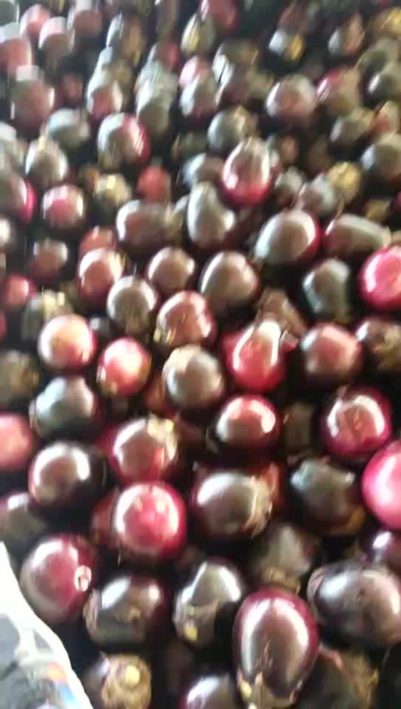 大红袍圆茄