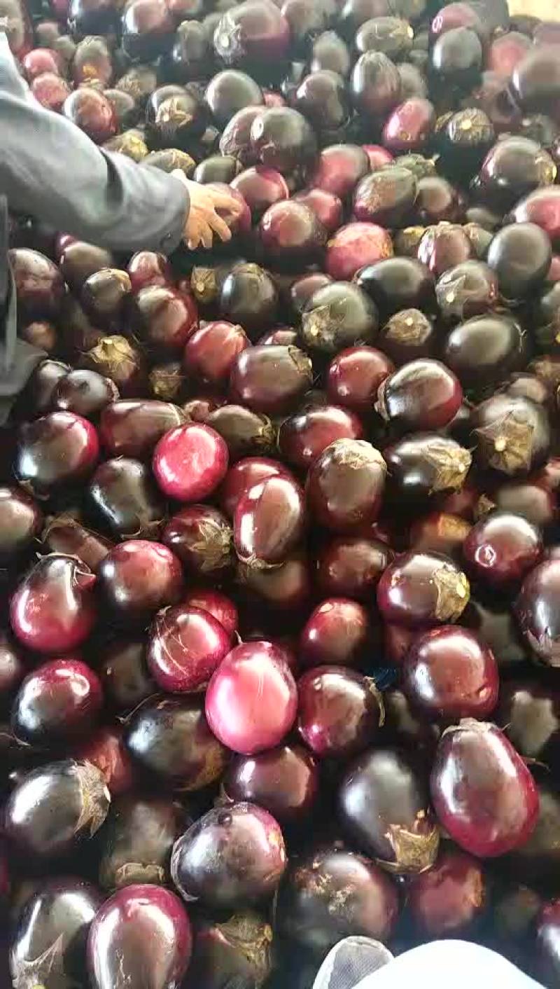 大红袍圆茄
