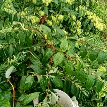金银花