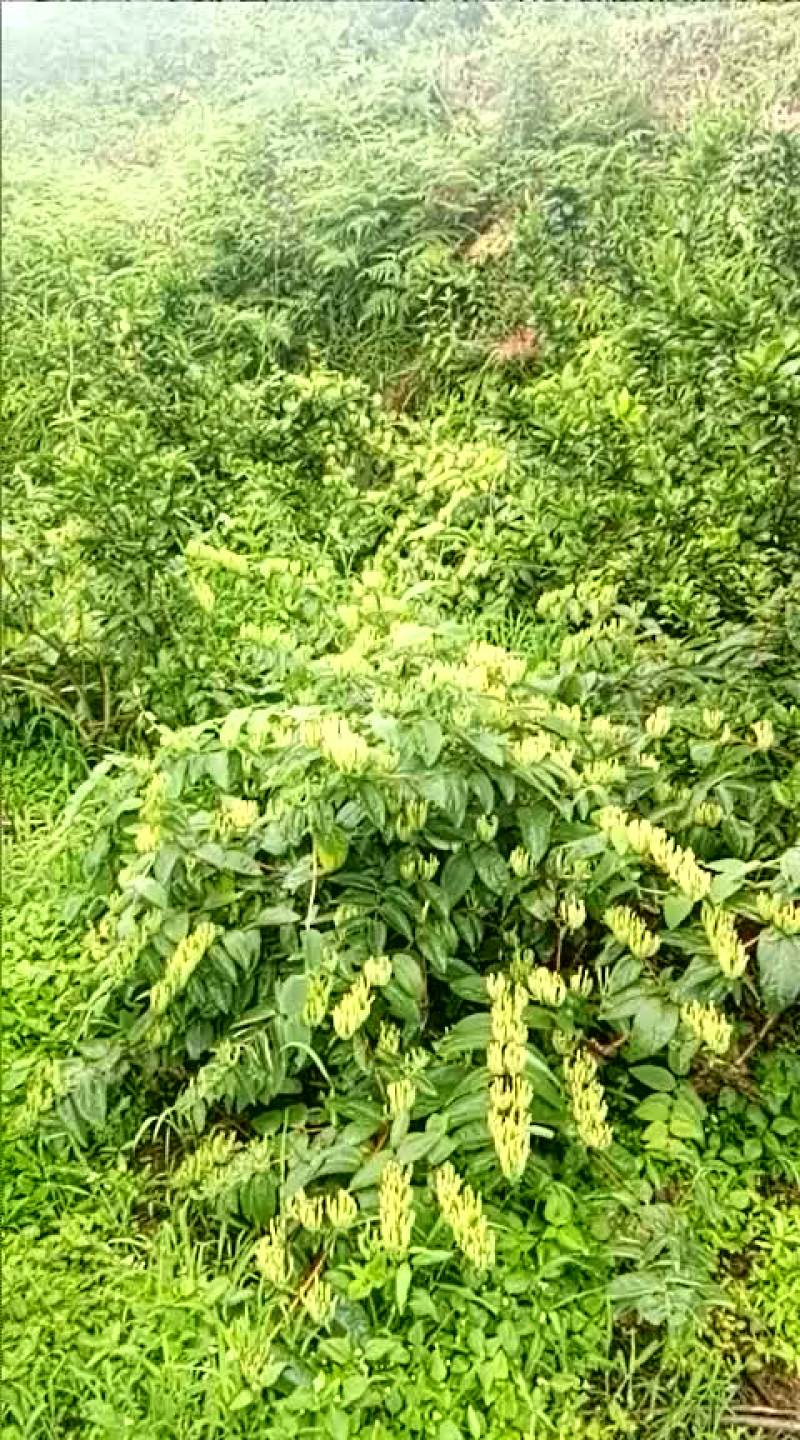 金银花