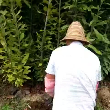 澳洲坚果苗