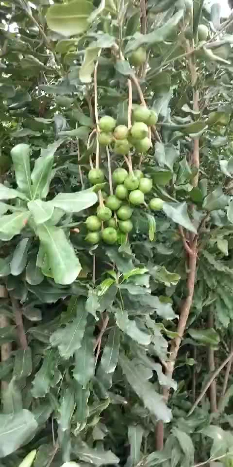 澳洲坚果苗