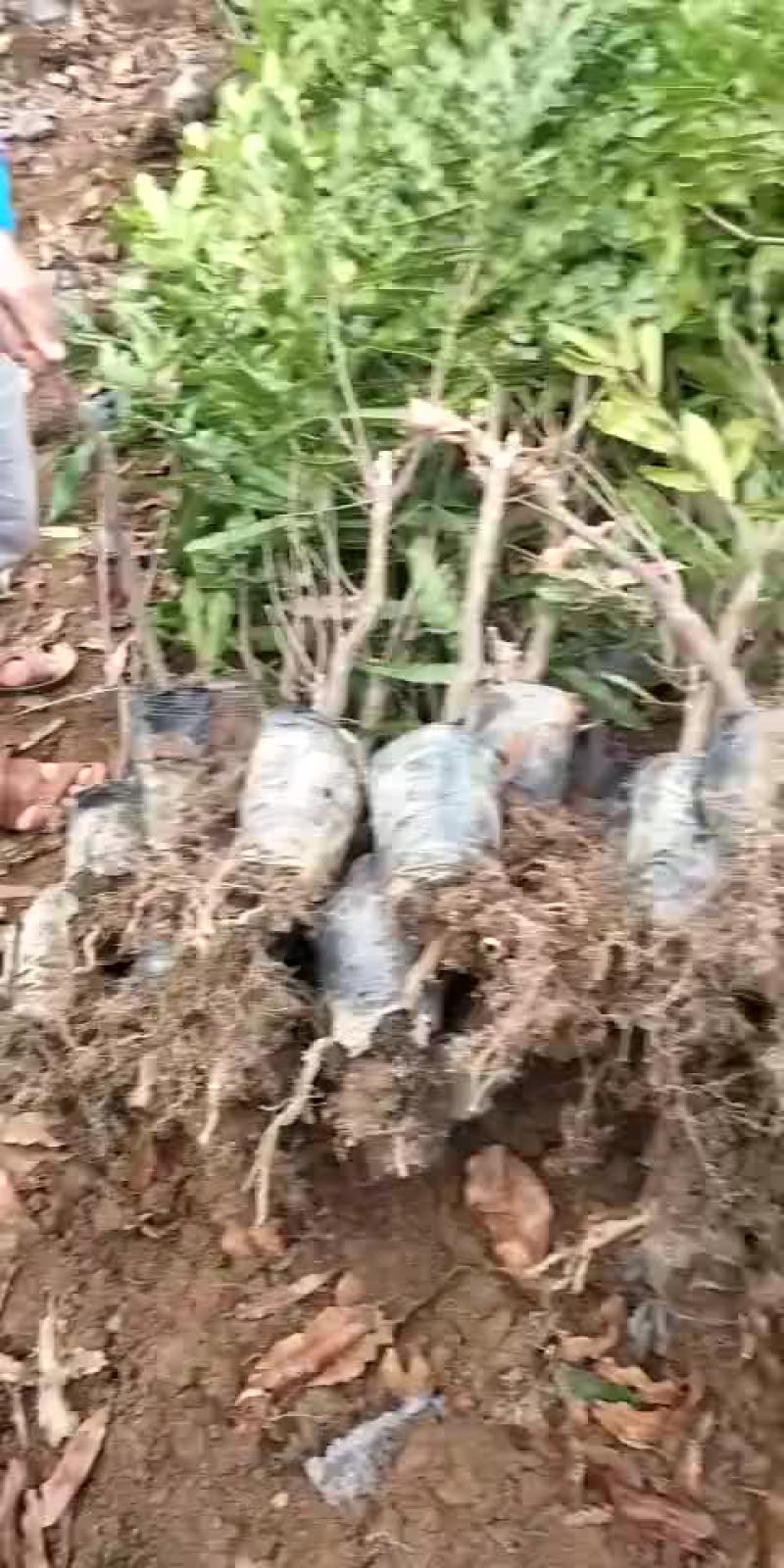 澳洲坚果苗