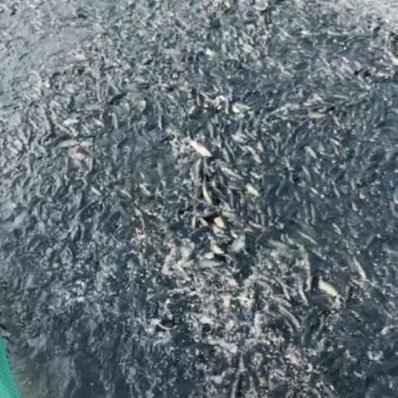 出售网箱全系抗病草鱼苗