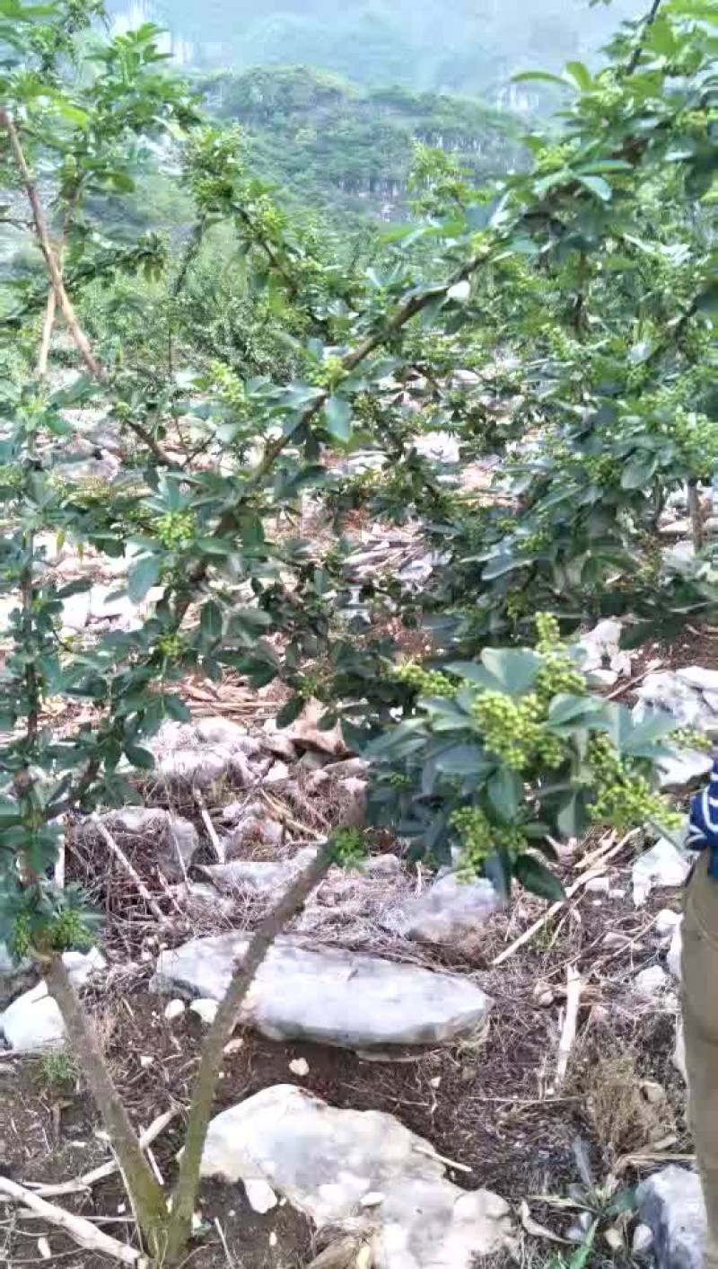 贵州花椒