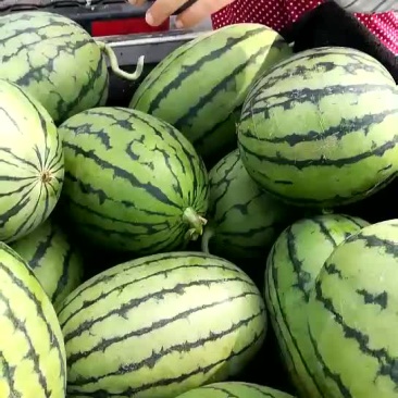 山东潍坊二k西瓜大量上市
