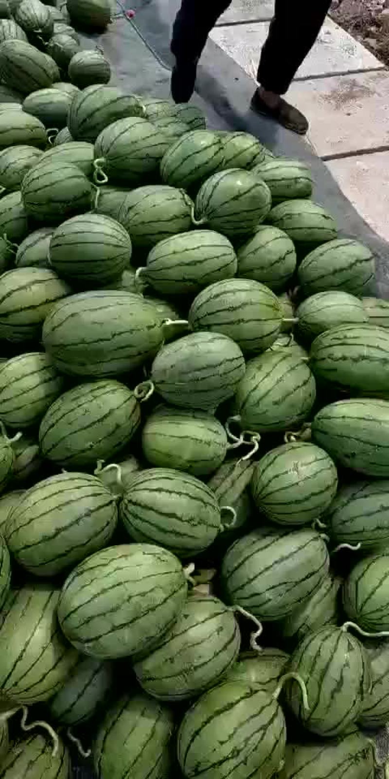 山东潍坊二k西瓜大量上市