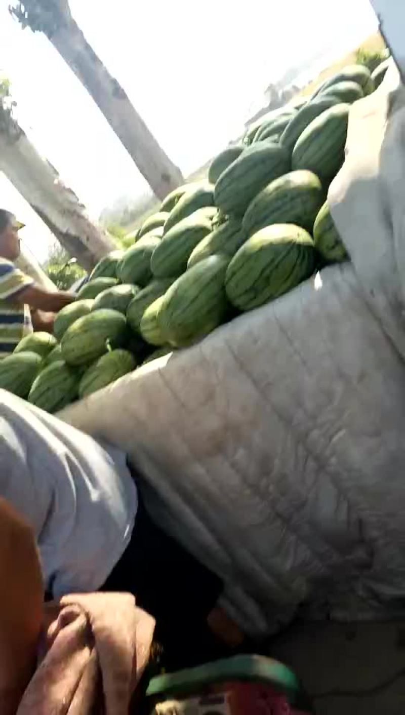 山东潍坊二k西瓜大量上市