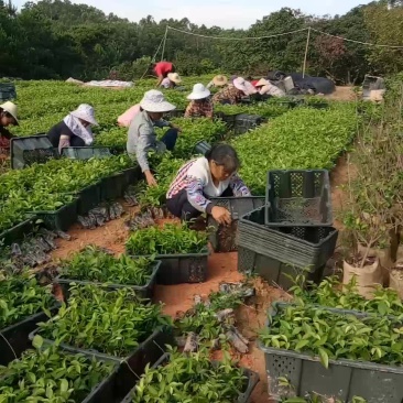 牛大力苗出嫁