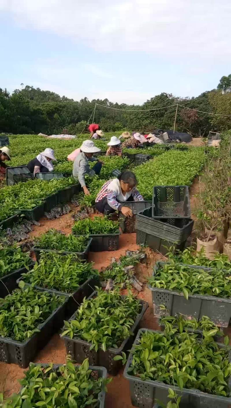 牛大力苗出嫁