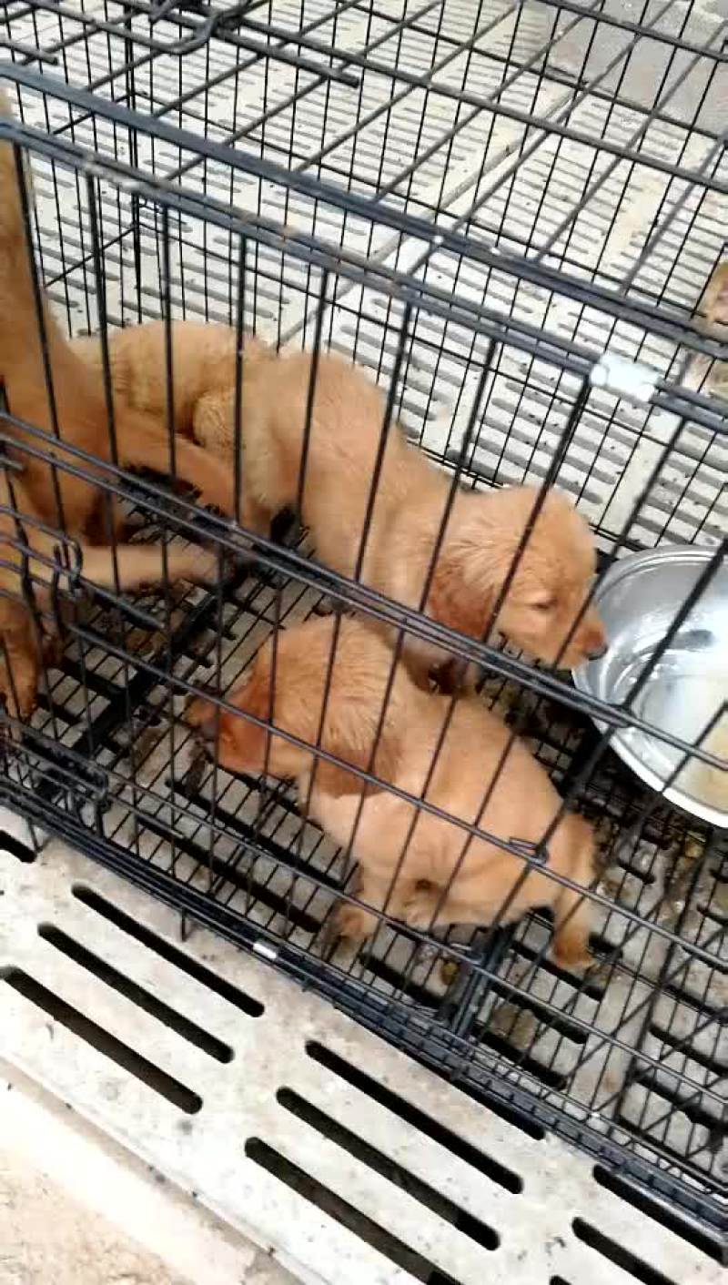 金毛犬拉布拉多德牧马犬等各种名犬
