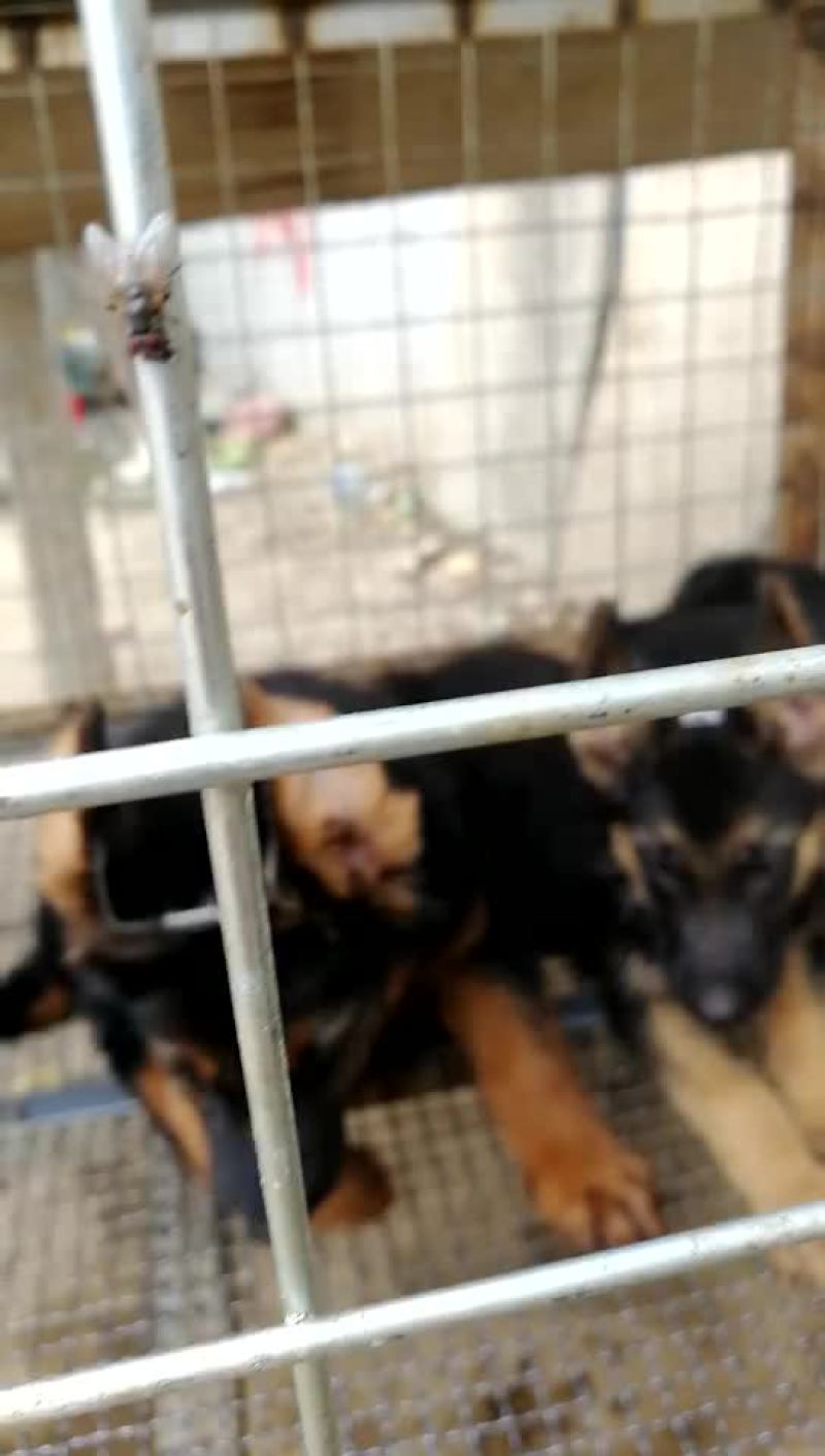 金毛犬拉布拉多德牧马犬等各种名犬