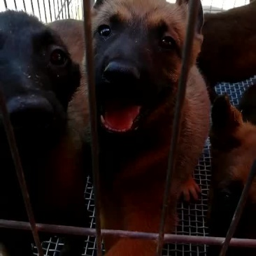 金毛犬拉布拉多德牧马犬等各种名犬