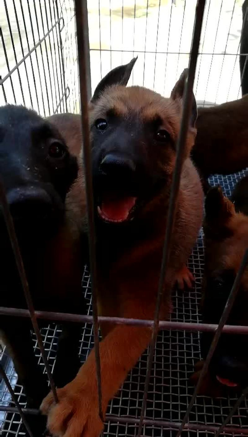 金毛犬拉布拉多德牧马犬等各种名犬